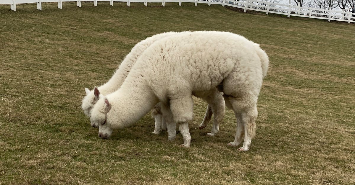 Alpaca Real Estate Fund LP Files SEC Document on May 12, 2026