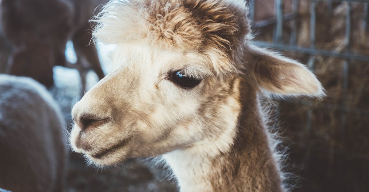 Alpaca Real Estate Fund LP Files SEC Form D/A