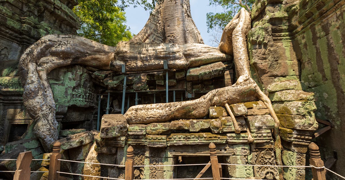 Explore the sunlit ancient ruins entwined with massive tree roots in a historic setting.