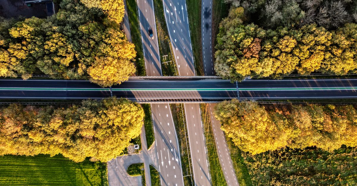 Top-down view of roads lined with autumn trees in Balkbrug, Netherlands.
