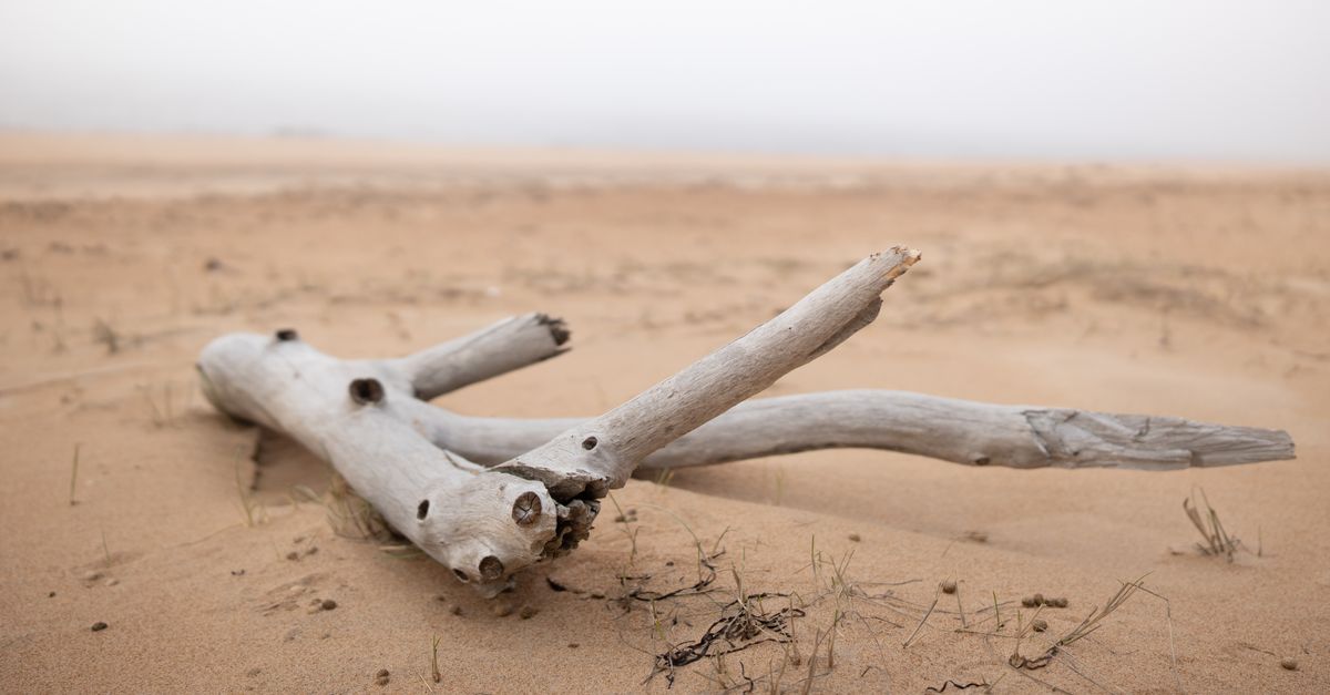 A weathered piece of driftwood rests on a barren, sandy desert landscape under a foggy sky.