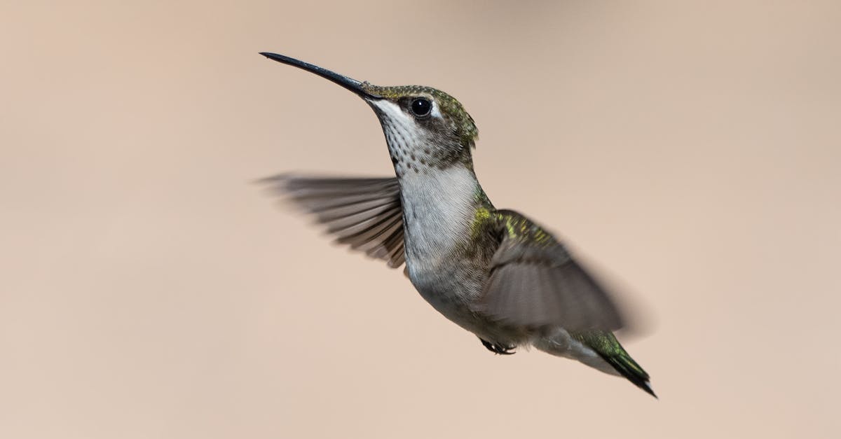 Stunning photograph of a hummingbird hovering, showcasing its delicate wings and unique features.
