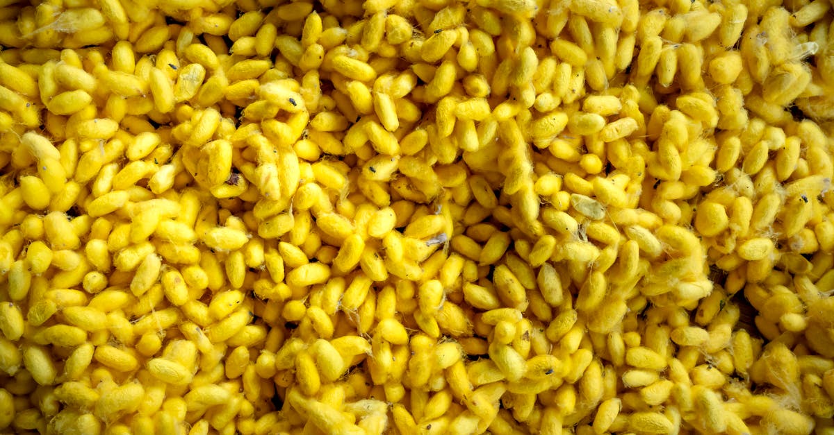 Close-up view of yellow corn kernels, capturing texture and color in abundance.