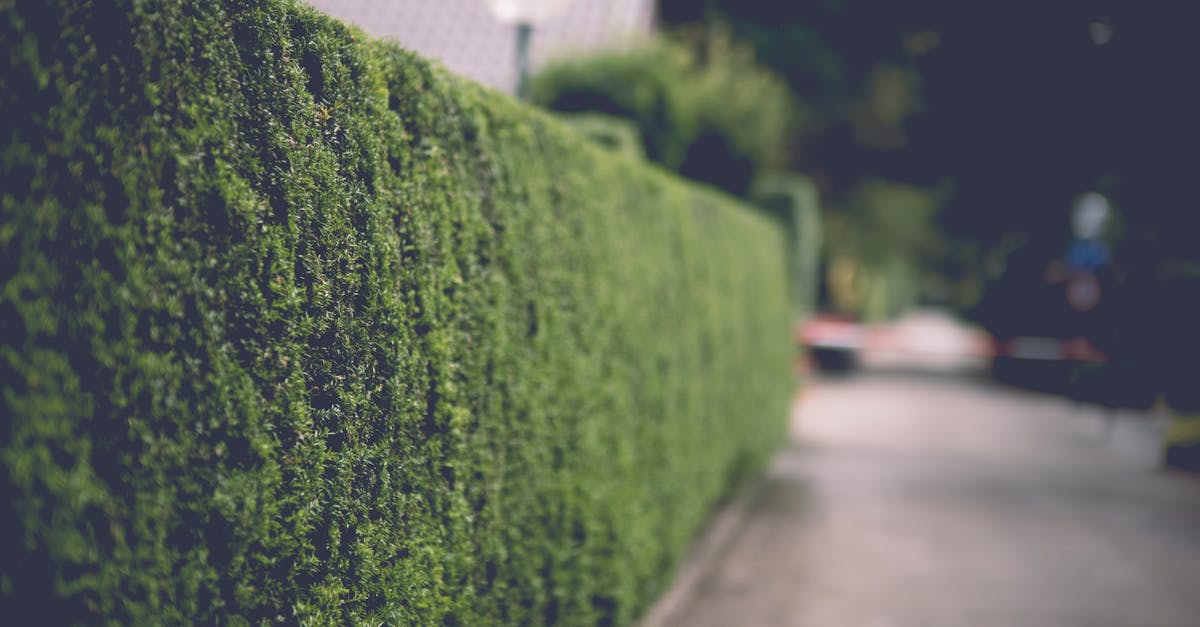 A serene alley lined with lush green hedges and a street lamp, perfect for a peaceful walk.