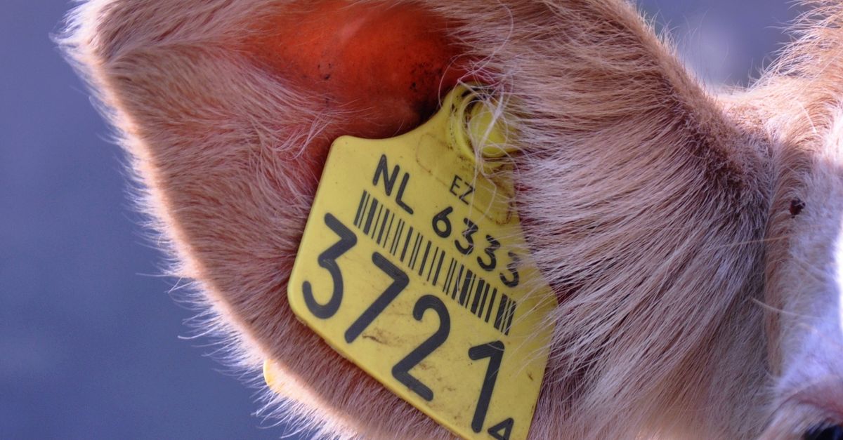 A detailed close-up of a livestock animal's ear with a visible identification tag for farm management.