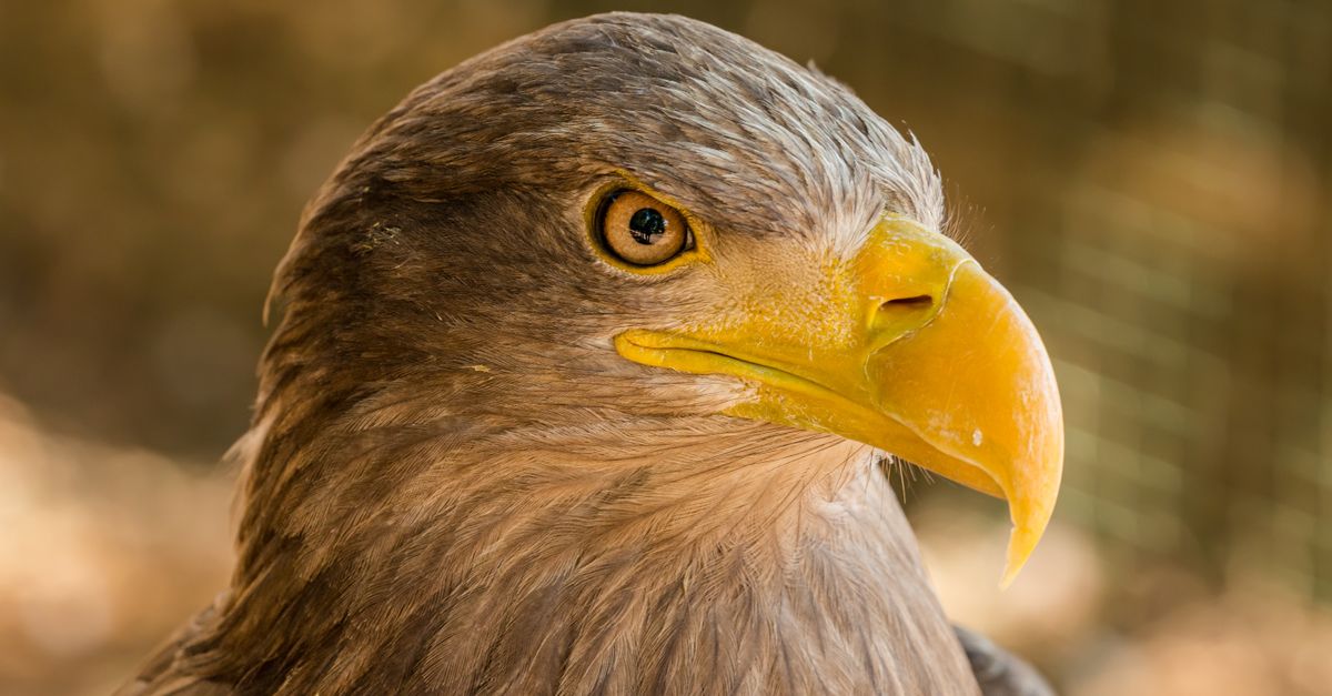 OEW Eagle Classic Fund LP Files D/A With SEC