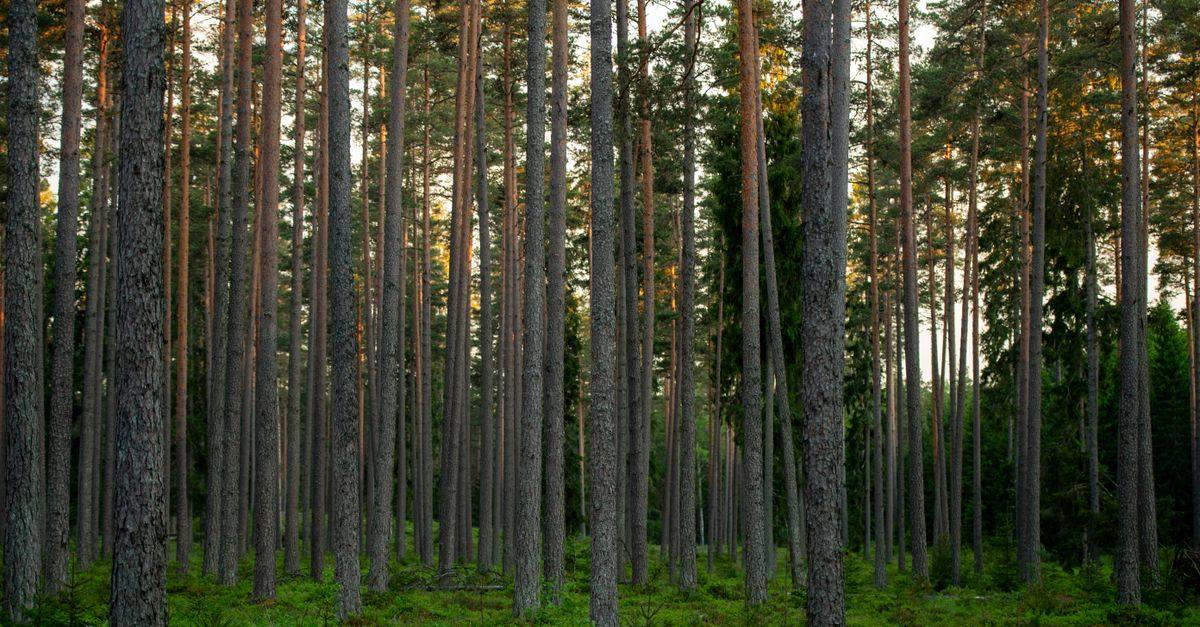 Serene pine forest with evening sunlight in Saku, Estonia.