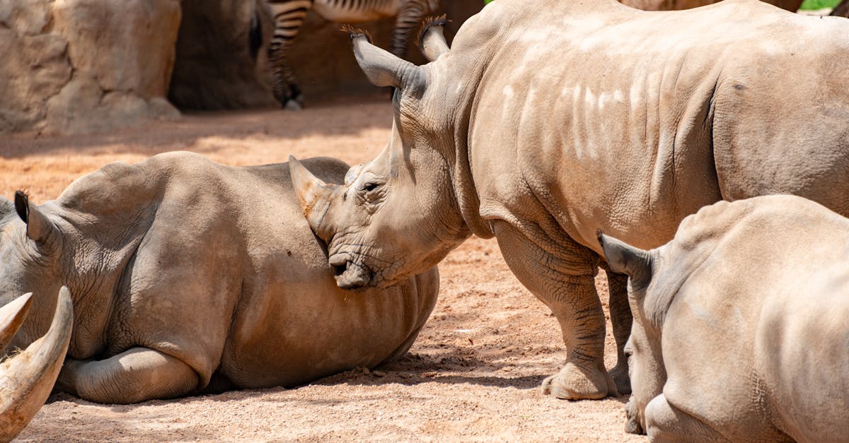 A group of white rhinos resting in a zoo, with natural habitat setting.
