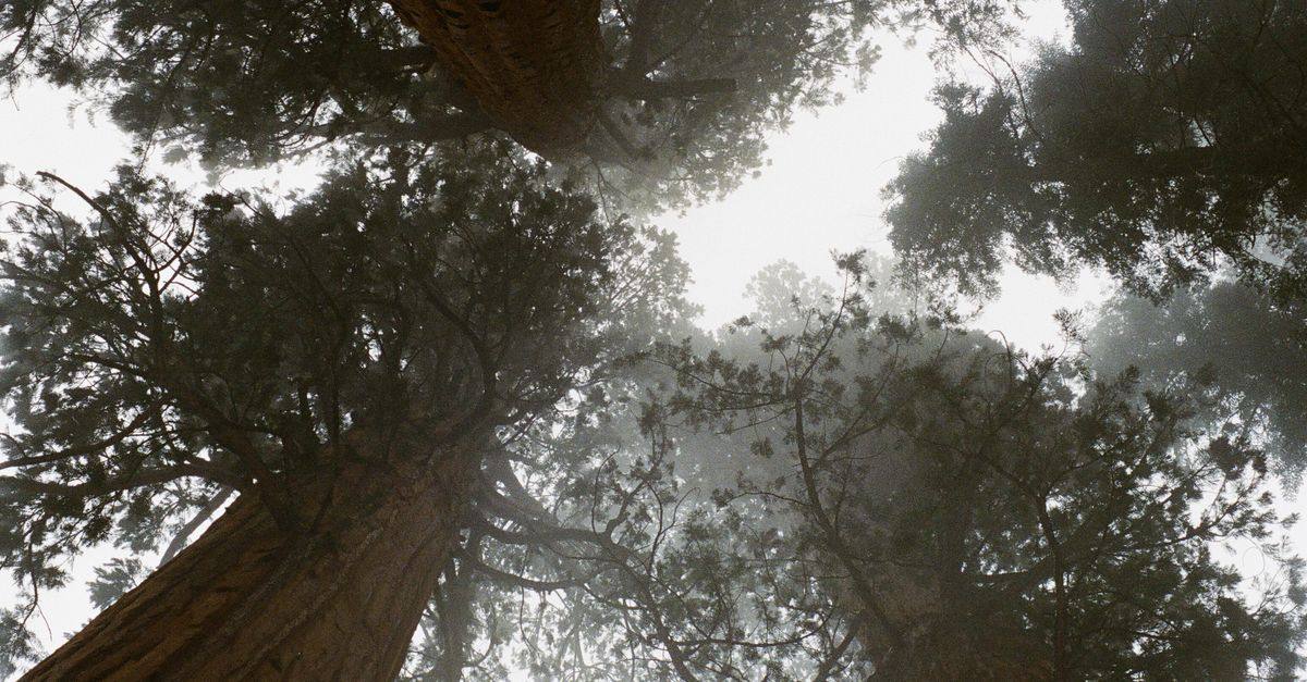 Looking up at towering redwood trees shrouded in fog, creating a mysterious forest atmosphere.