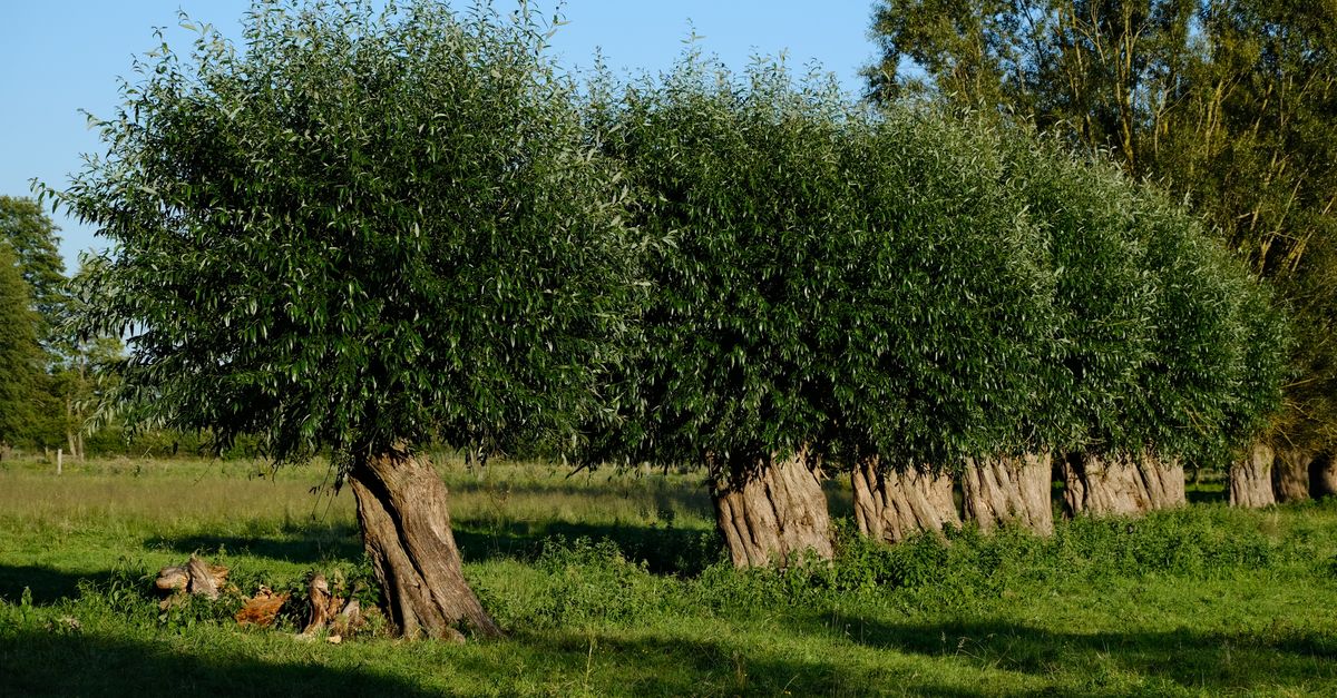 Sunlit field with a row of lush willow trees under clear blue sky.