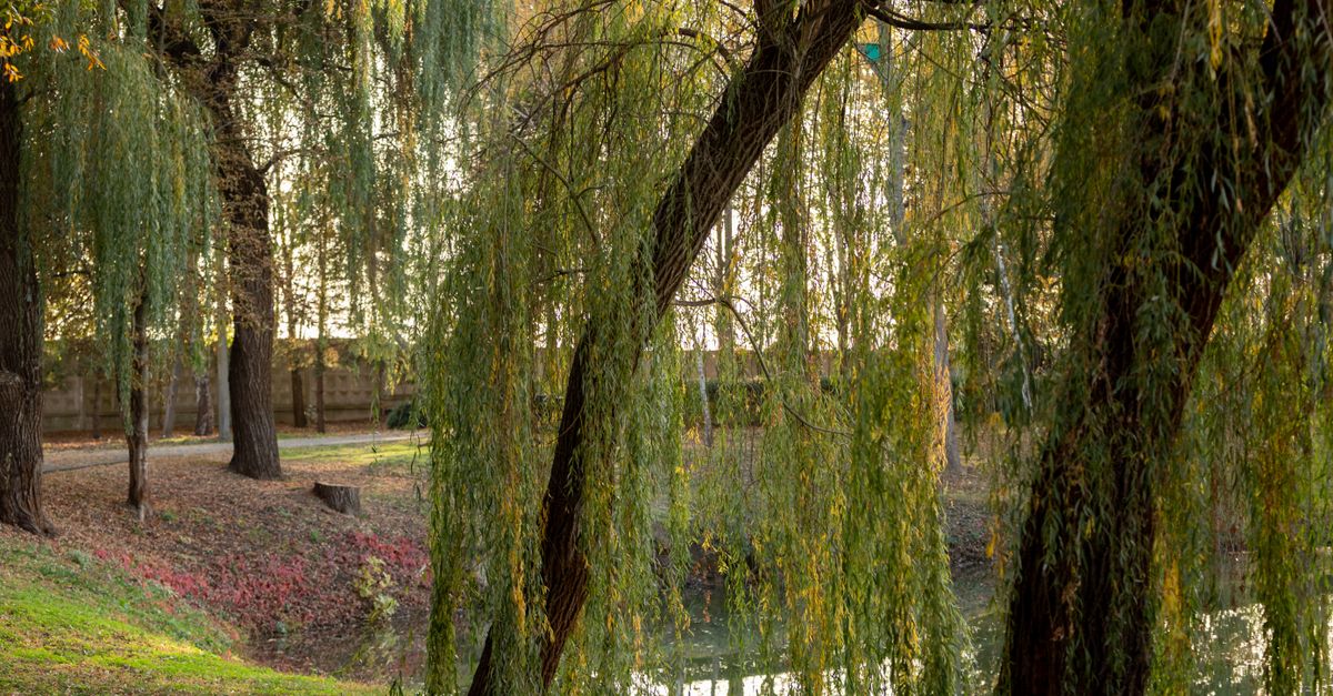 Serene park scene with weeping willows by a pond during autumn.