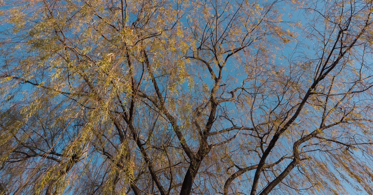 Elegant willow tree branches stretch toward a clear blue sky, capturing the beauty of nature.