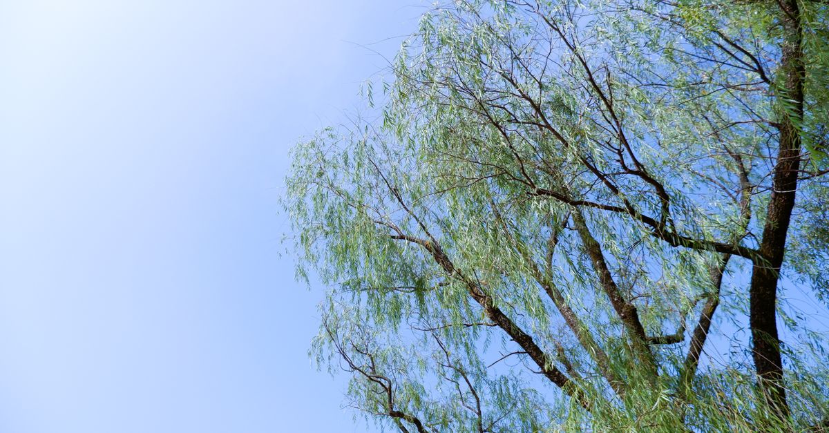 A tranquil view of a willow tree extending against a clear blue sky in summer.