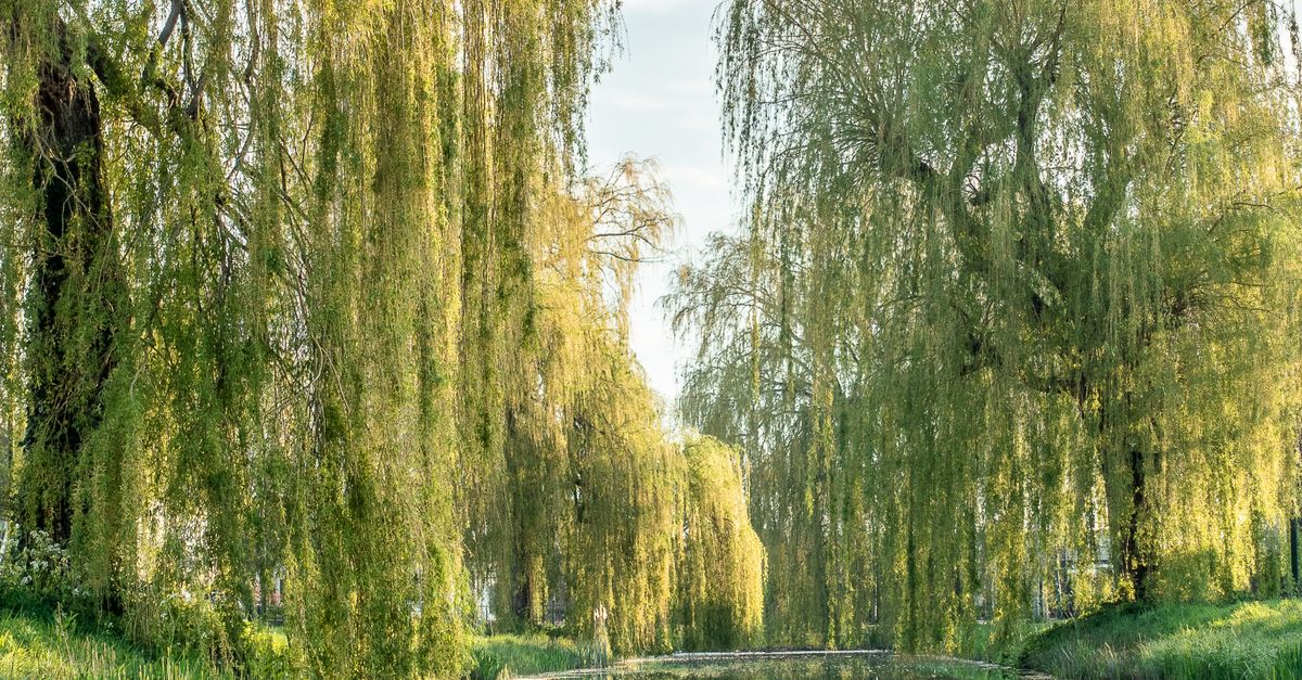 Beautiful landscape of a tranquil pond surrounded by lush weeping willows in fall.