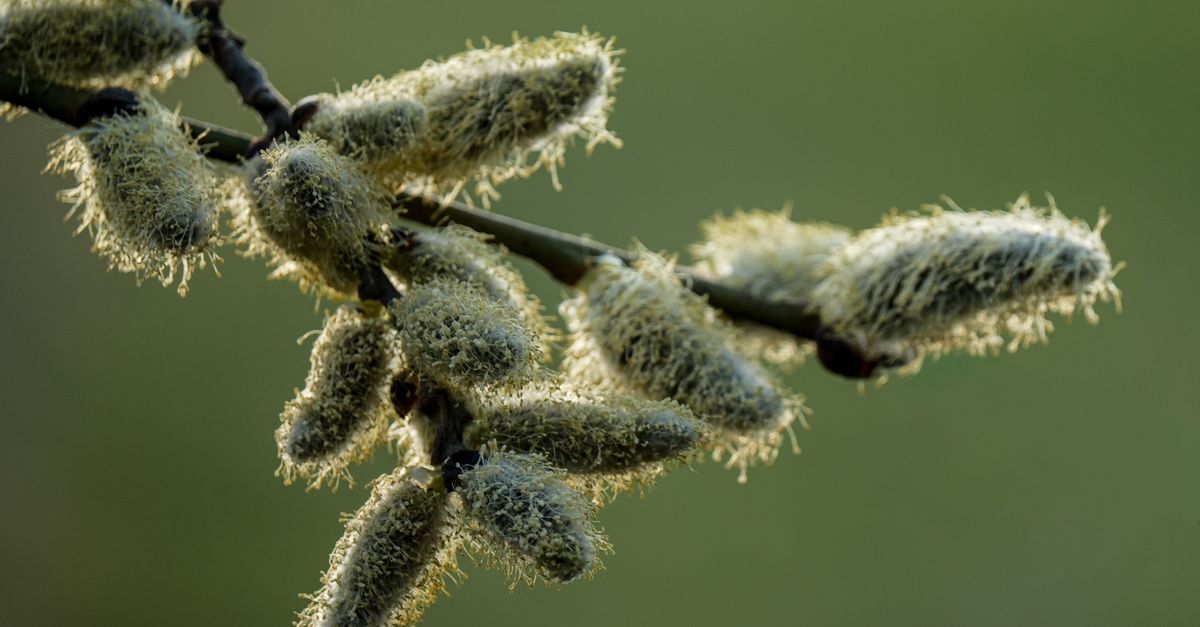Detailed macro shot of fuzzy willow catkins against a blurred green background, highlighting spring's arrival.